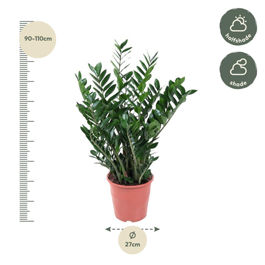 Zamioculcas Zamiifolia – Pflegeleichte XXL-Sukkulente Ø27 cm
