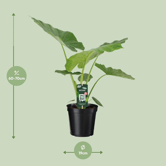 Alocasia Macrorrhiza – Elegante XXL Zimmerpflanze Ø19cm
