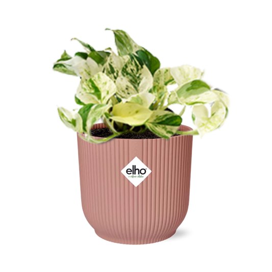 Epipremnum Pinnatum Happy Leaf in ELHO Vibes Fold 14cm rosa