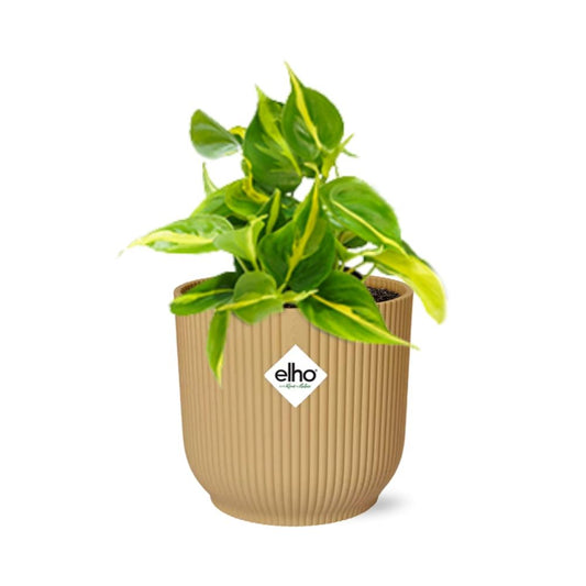 Philodendron Scandens ‘Brasil’ im ELHO Vibes Fold 14cm Gelb
