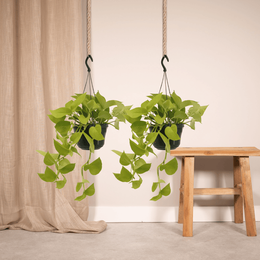 Epipremnum Golden Pothos (Scindapsus) – 2er Set Ø15cm Topf