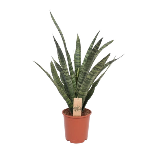 Sansevieria Diamond Green – pflegeleichte Schwiegermutterzunge Ø19cm