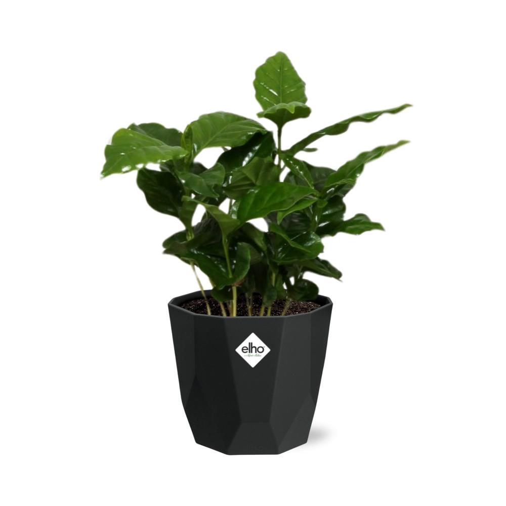 Coffea Arabica – Elegante Kaffeepflanze im 14cm Topf