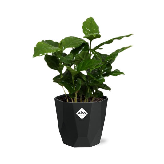 Coffea Arabica – Elegante Kaffeepflanze im 14cm Topf