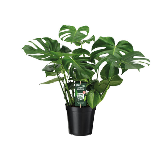 Monstera Deliciosa – Pflegeleichte Trendpflanze Ø21cm