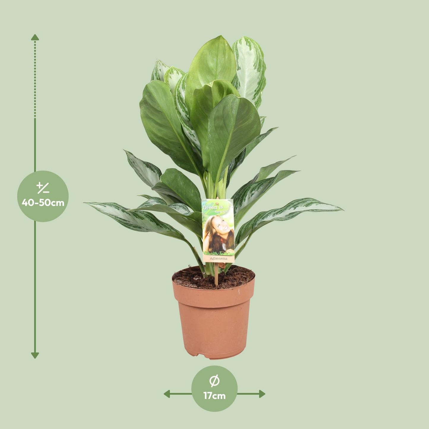 Aglaonema Silver Bay – Pflegeleichtes Chinesisches Immergrün Ø17cm
