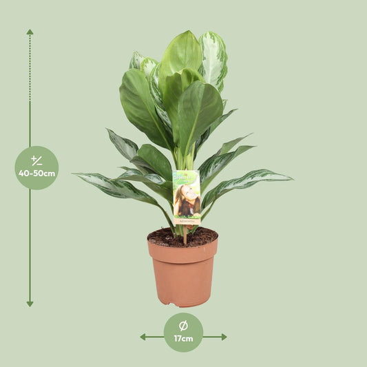 Aglaonema Silver Bay – Pflegeleichtes Chinesisches Immergrün Ø17cm