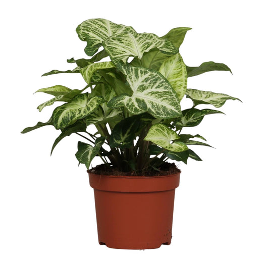 Syngonium Arrow – kompakte, pflegeleichte Zimmerpflanze Ø12cm