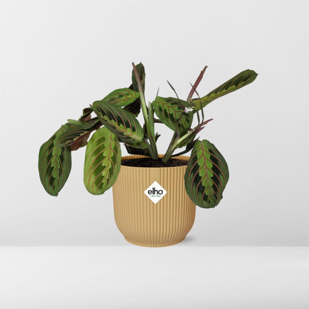 Maranta Leuconeura ‘Fascinator’ Tricolor im ELHO Vibes Fold 14cm Topf