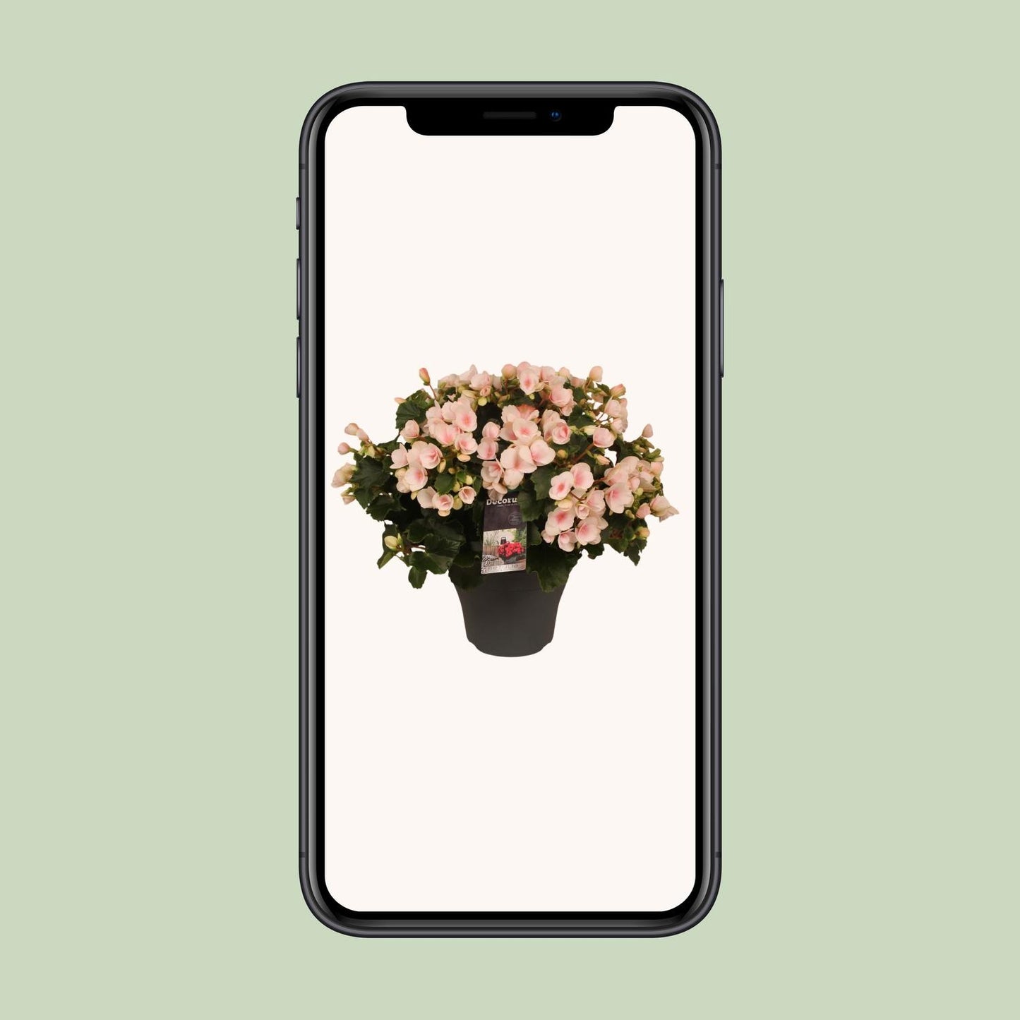 Begonie Betulia 'Light' – Pflegeleichte Zimmerpflanze mit Rosa Blüten