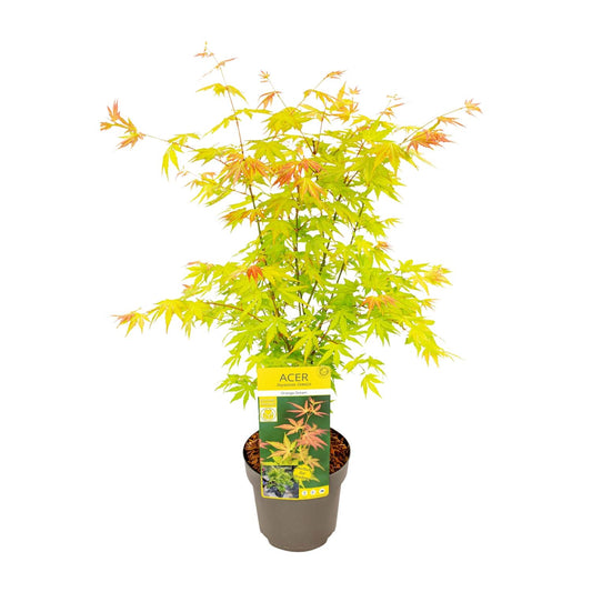 Acer palmatum Orange Dream – Eleganter Japanischer Ahorn Ø19cm