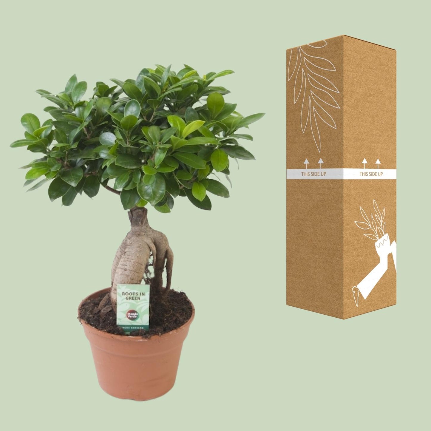 Ficus Ginseng Ø17cm – Pflegeleichte Zimmerpflanze