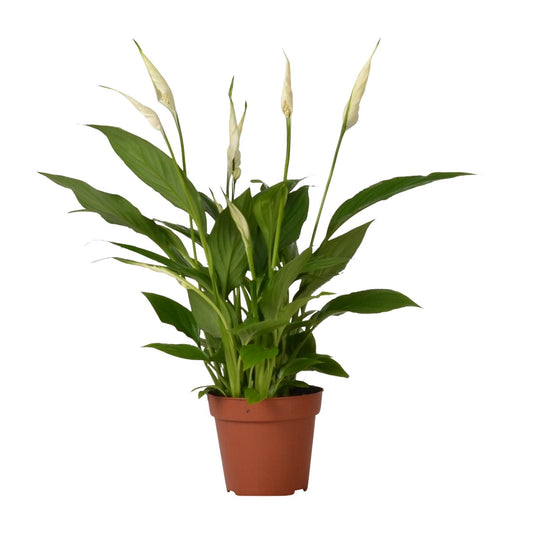Spathiphyllum Bingo Cupido – Pflegeleichte Löffelpflanze Ø12cm