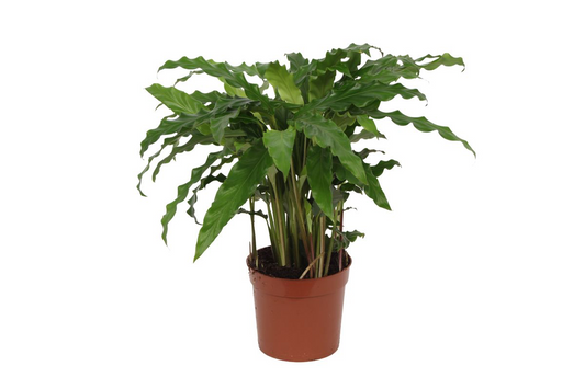 Calathea Bluegrass – Stilvolle, pflegeleichte Zimmerpflanze