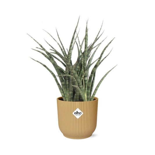 Sansevieria Fernwood Punk im ELHO Vibes Fold 14cm Topf gelb