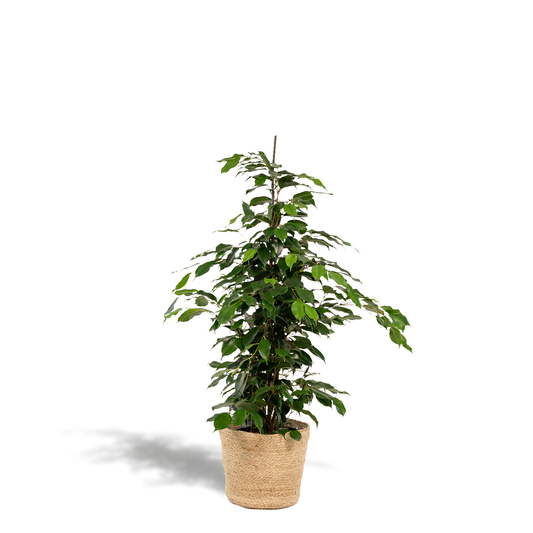 Ficus benjamina Danielle – Pflegeleichter Grünklassiker mit Korb Ø21cm
