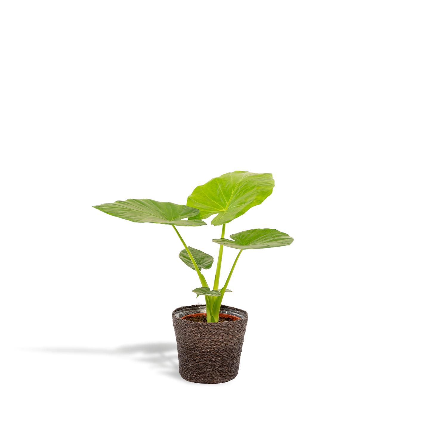 Alocasia Macrorrhiza Elefantenohr Ø19cm mit Korb Igmar