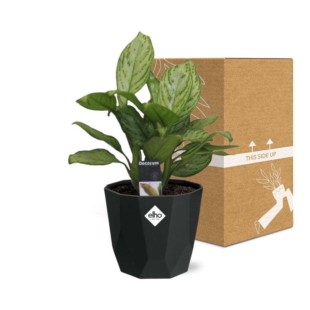 Aglaonema Christina – pflegeleichte Zimmerpflanze 14cm