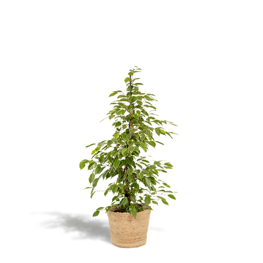 Ficus benjamina Goldenking Ø21cm – Luftreinigend & Stilvoll mit Korb Selin