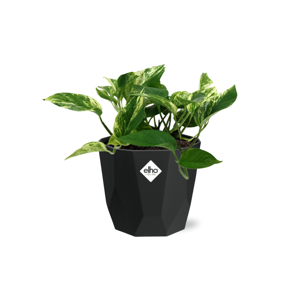 Scindapsus Marble Queen – Pflegeleichte Efeutute in 14cm Topf