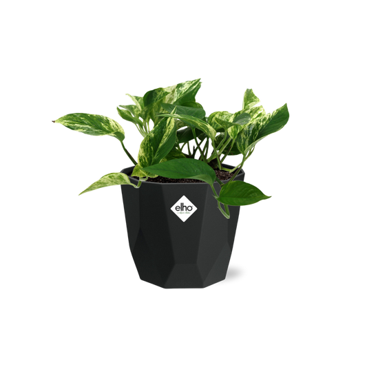 Scindapsus Marble Queen – Pflegeleichte Efeutute in 14cm Topf