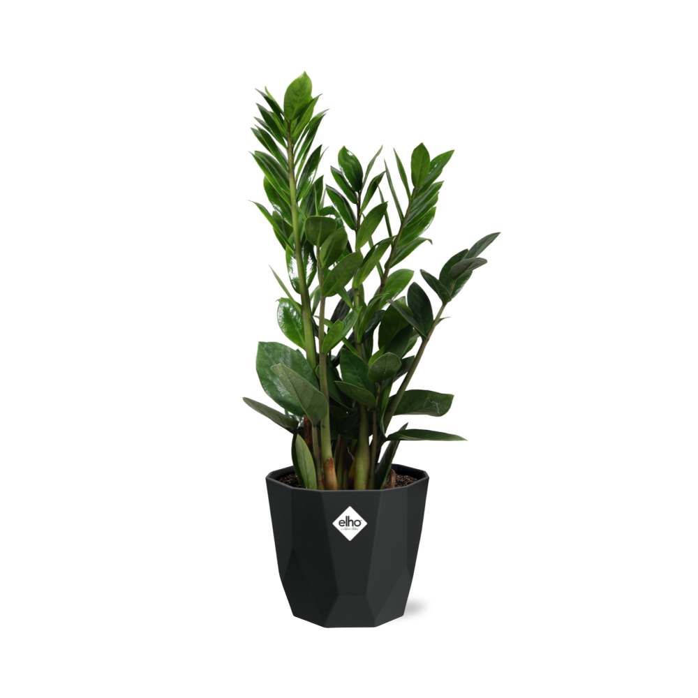 Zamioculcas – Pflegeleichte ZZ-Pflanze im schwarzen Topf