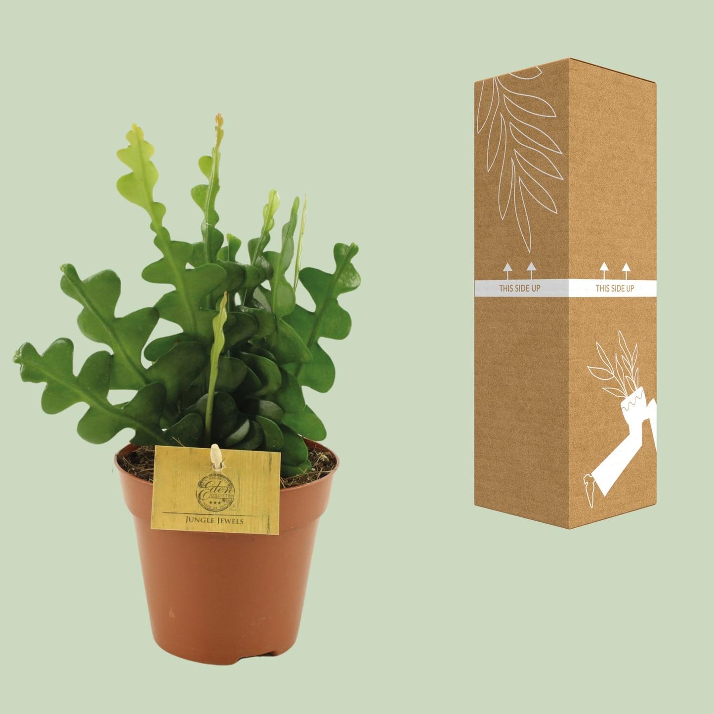 Epiphyllum Anguliger – Fischgrätenkaktus Ø12cm, 30cm hoch