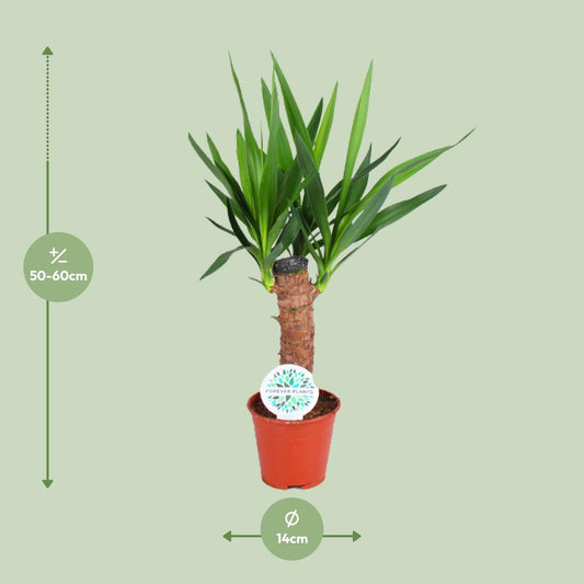 Yucca Elephantipes – Pflegeleichte Zimmerpflanze Ø14cm, 60cm hoch