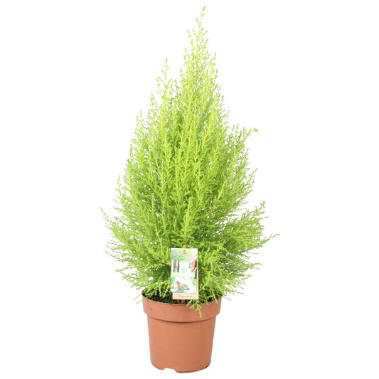 Cupressus Goldcrest Wilma – Pflegeleichter Sichtschutz Ø17cm