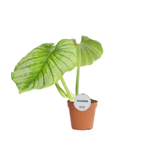 Philodendron Mamei – Pflegeleichte Zimmerpflanze Ø15cm