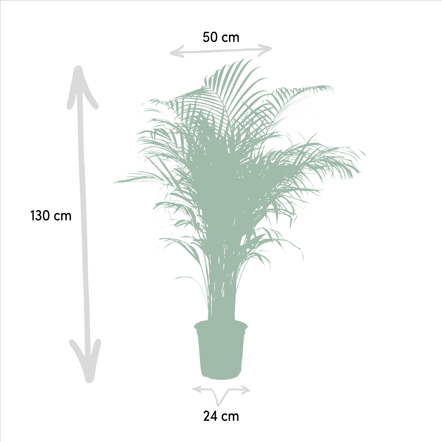 Areca-Palme Ø21cm – Luftreinigende Goldfruchtpalme bis 130cm