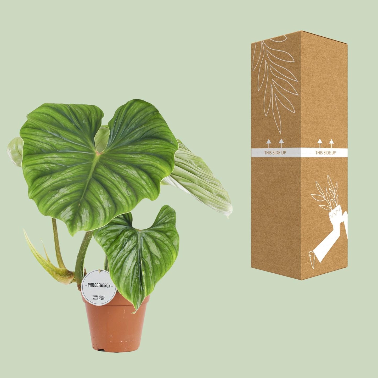 Philodendron Plowmanii – pflegeleichte Zimmerpflanze Ø15cm