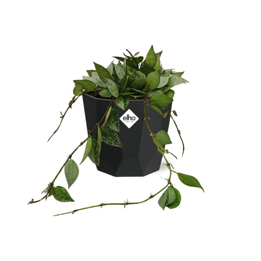 Hoya Krohniana Eskimo – Pflegeleichte Wachsblume im 14cm Topf