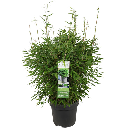Fargesia 'Moontears'® Boobux – Immergrüner Bambus Ø29cm, 70cm hoch