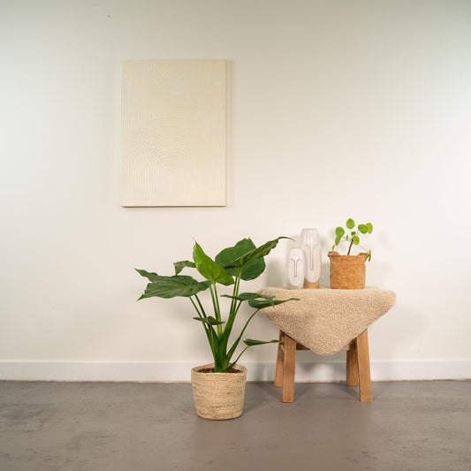 Alocasia Cucullata Ø19cm – Tropisches Elefantenohr mit Korb Selin