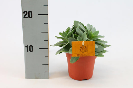 Senecio Cephalophorus – Pflegeleichte Sukkulente Ø10,5cm