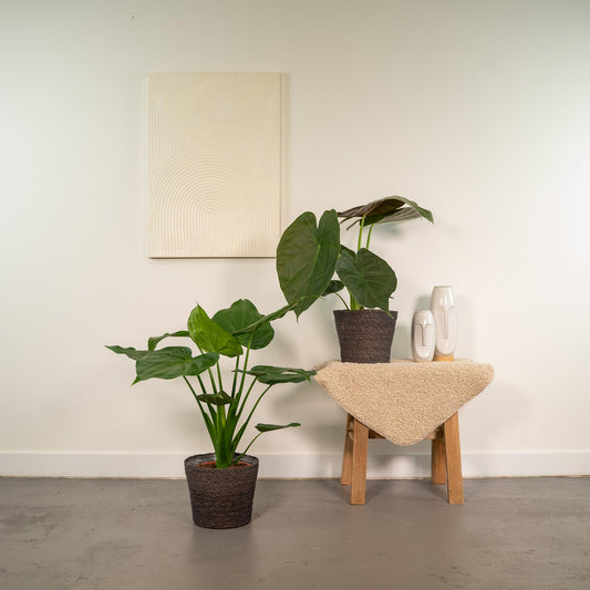 Alocasia Cucullata & Alocasia Wentii Set Ø19cm, ca. 60cm