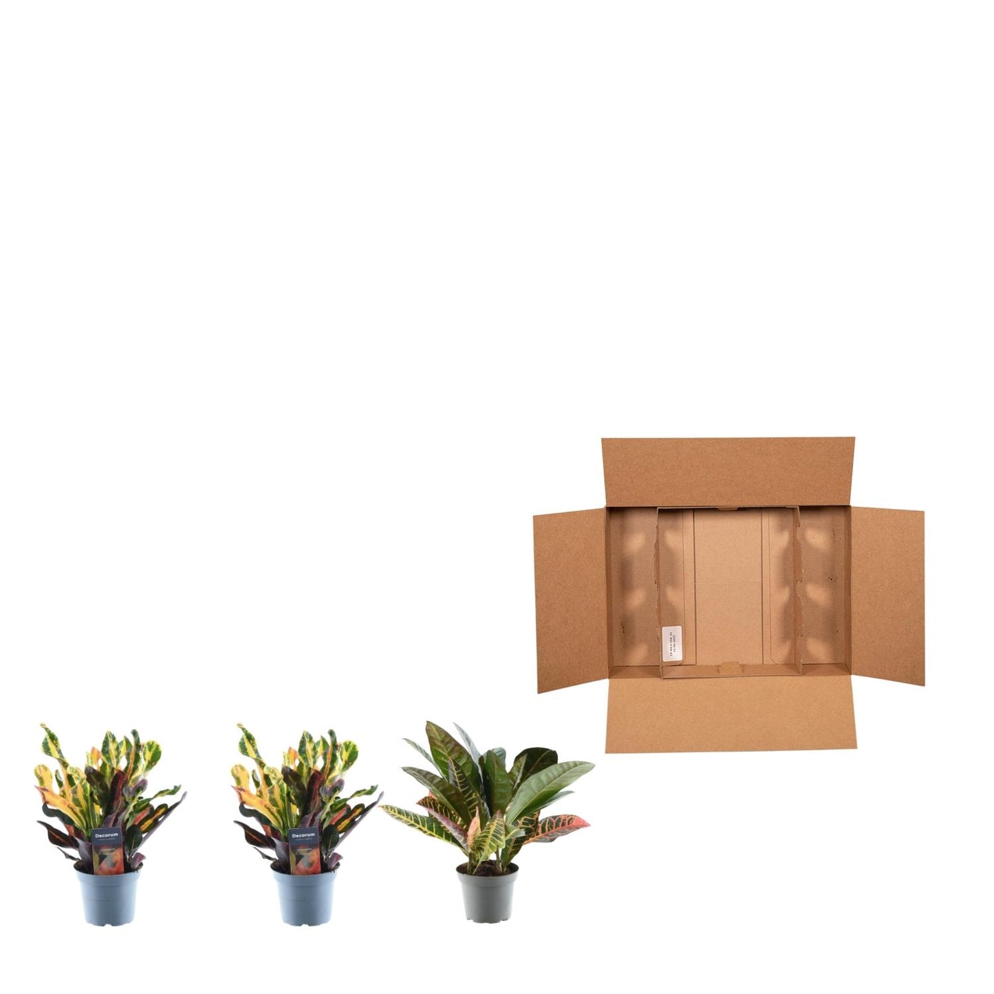 3er-Set Croton Codiaeum Mix – Bunte Blattschmuckpflanzen 30 cm