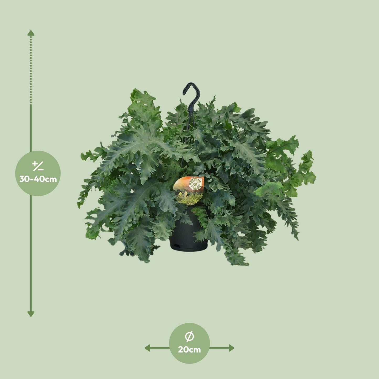 Phlebodium Davana – Goldener Farn Ø20cm, 40cm Höhe