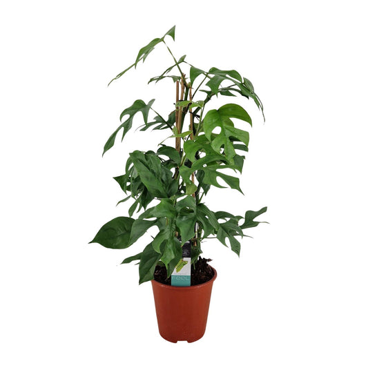 Philodendron Minima Pyramide – Pflegeleichte Zimmerpflanze Ø19cm