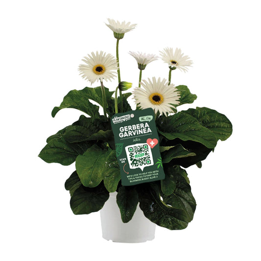 Garvinea Gerbera Wit – Leuchtende Blütenpracht Ø19cm