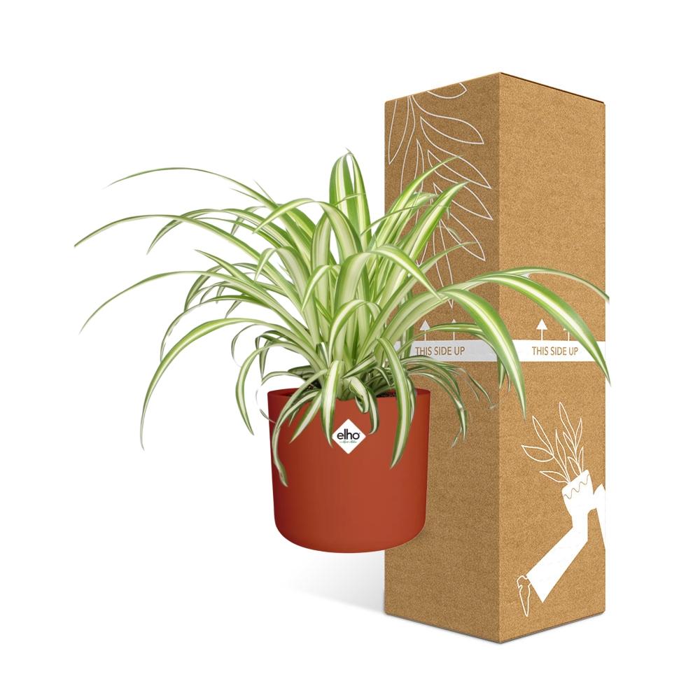 Chlorophytum Comosum Variegatum – pflegeleichte Spiderpflanze im ELHO Topf