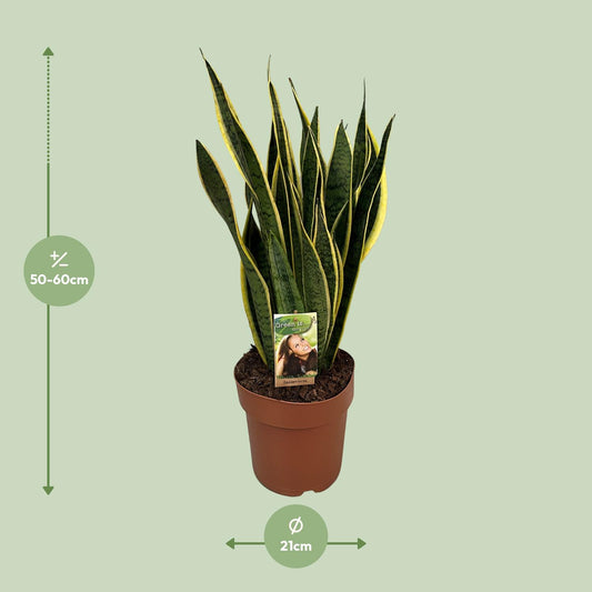 Sansevieria Trifasciata Laurentii – Pflegeleichte Schwiegermutterzunge Ø21cm