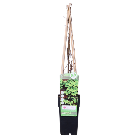 Parthenocissus tricuspidata 'Fenway Park' – Gelbgrüner Wildflügel, Ø15cm, ca. 65cm hoch