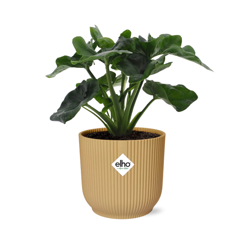 Philodendron Atom im ELHO Vibes Fold 14cm Topf Gelb