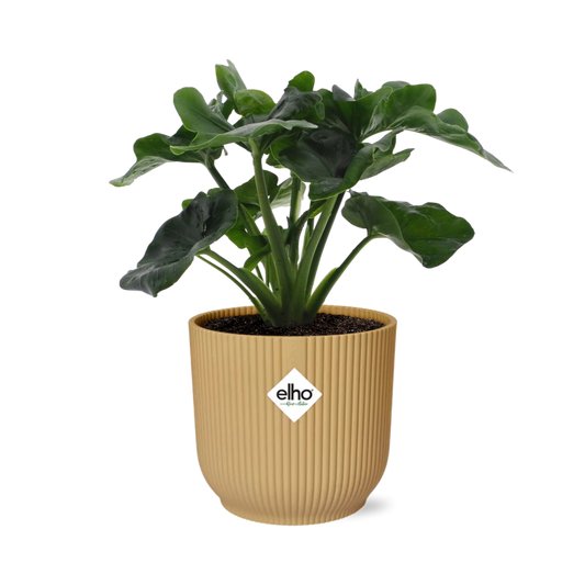 Philodendron Atom im ELHO Vibes Fold 14cm Topf Gelb