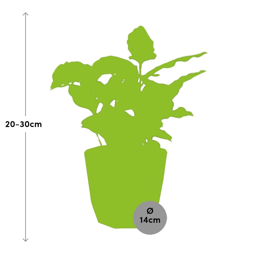 Coffea Arabica – Elegante Kaffeepflanze im 14cm Topf