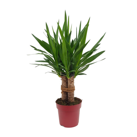 Yucca „Tres Cañas“ – pflegeleichte Zimmerpflanze Ø19cm, 70cm hoch