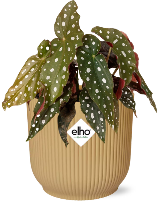 Begonia Maculata im ELHO Vibes Fold Topf 14cm gelb