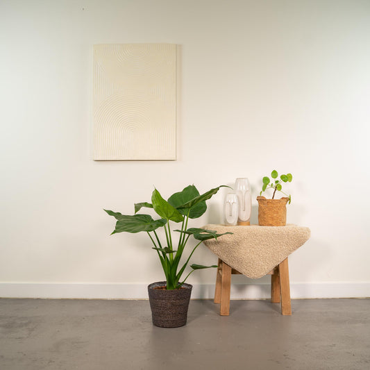 Alocasia Cucullata Ø19cm – Tropisches Elefantenohr mit Korb